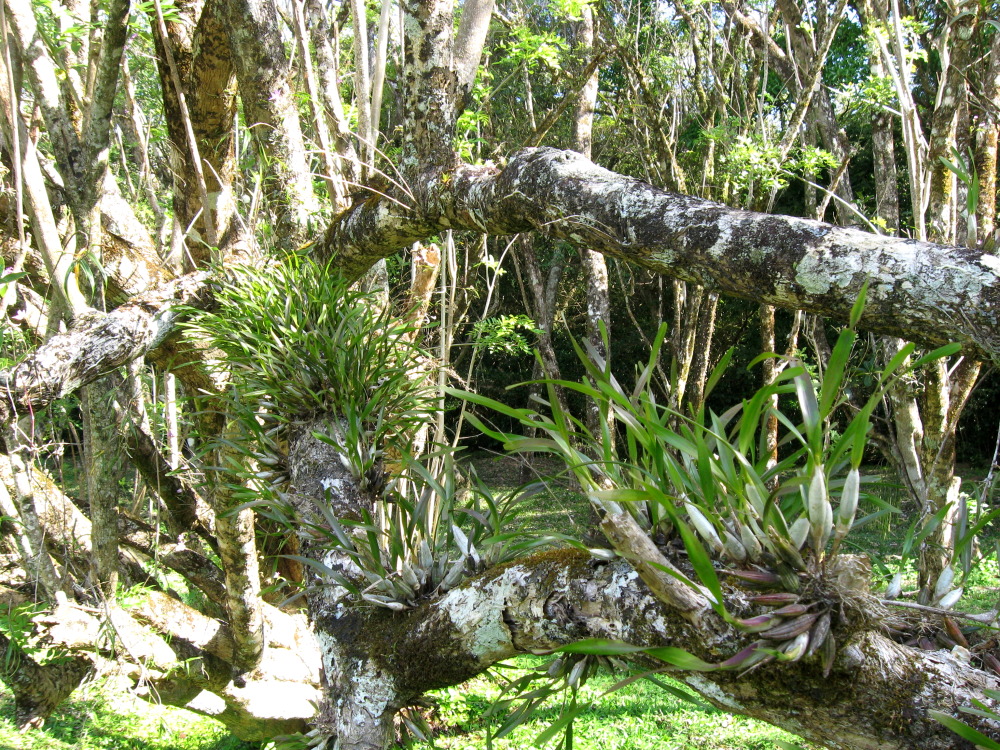 Lokation: Costa Rica | Guanacaste | Tanques | Kategorien: Habitus, Datum: 12.02.2010