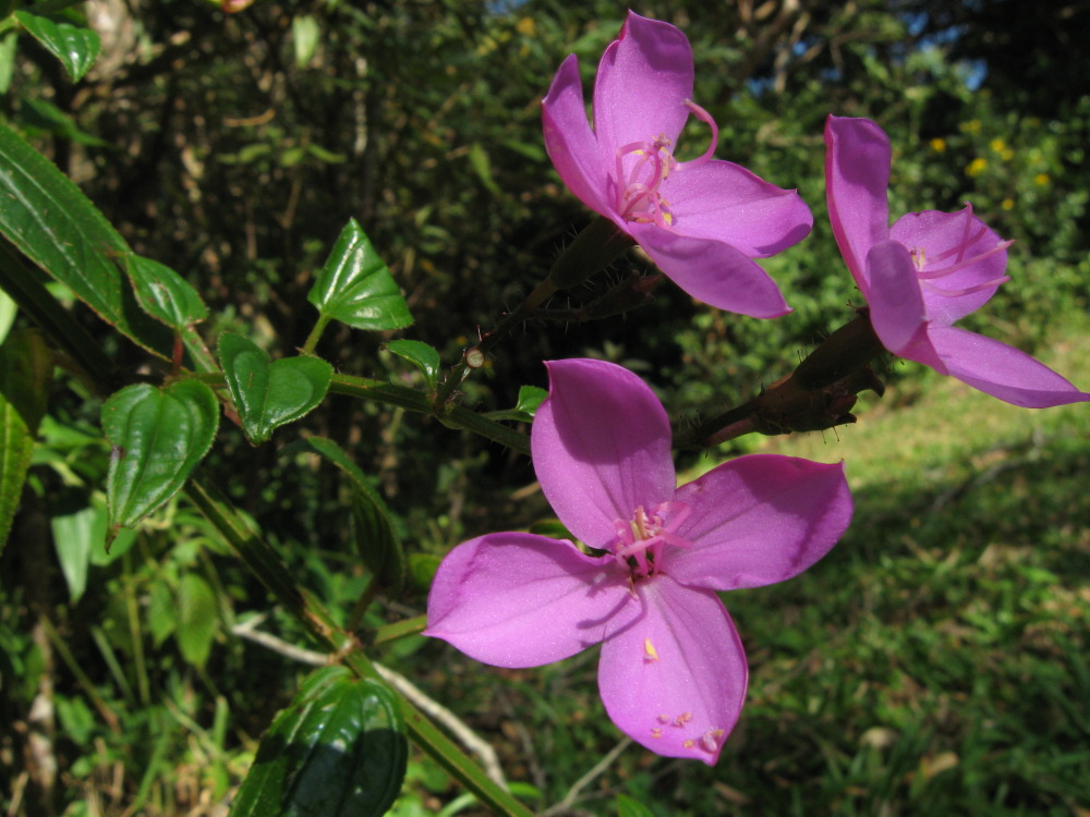 Lokation: Costa Rica | Guanacaste | Tanques | Kategorien: Blüte, Datum: 12.02.2010