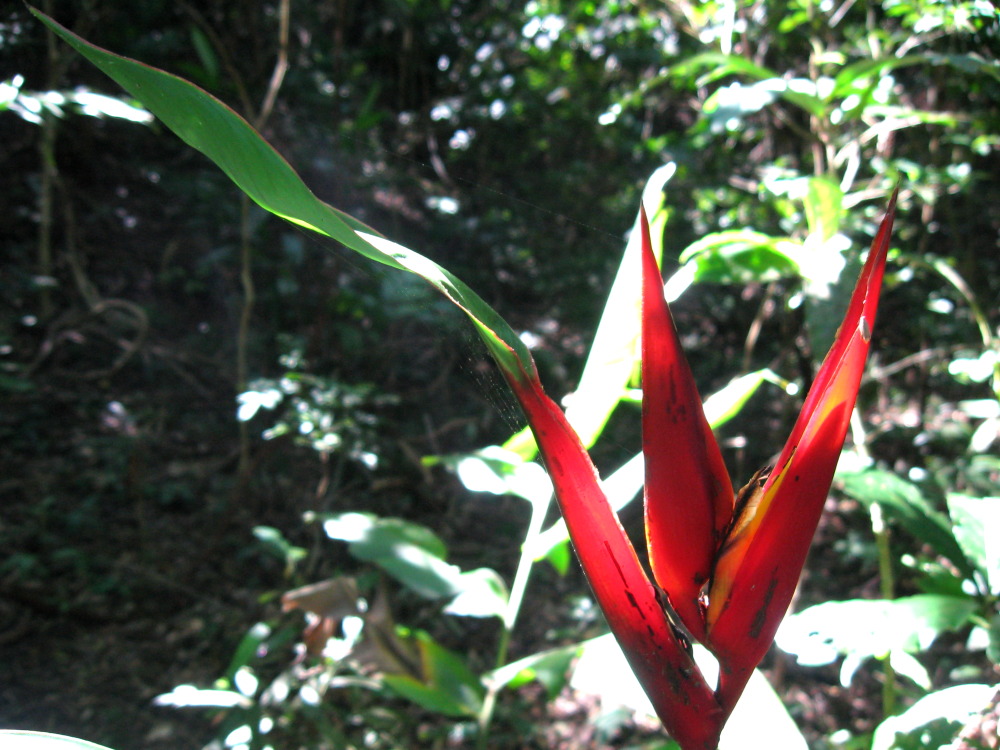 Kategorien: Blüte, Datum: 12.02.2010