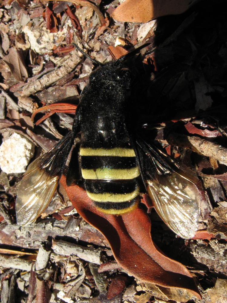 Lokation: Costa Rica | Guanacaste | Tanques | Kategorien: Geologie, Datum: 12.02.2010