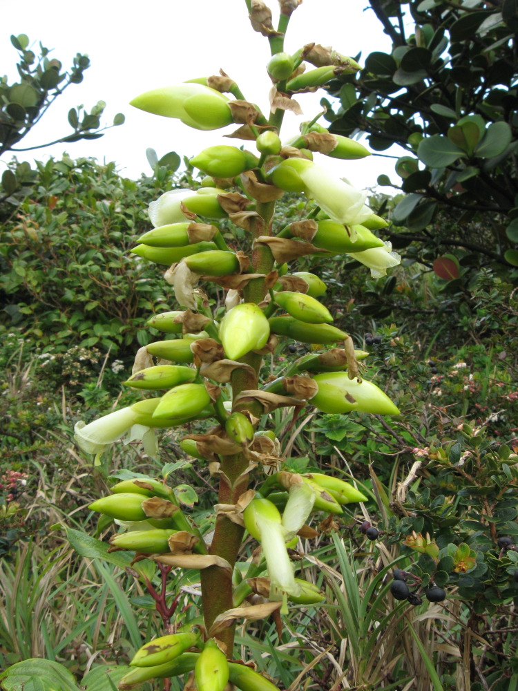 Lokation: Costa Rica | Guanacaste | Hacienda Santa María | Kategorien: Habitus, Datum: 13.02.2010