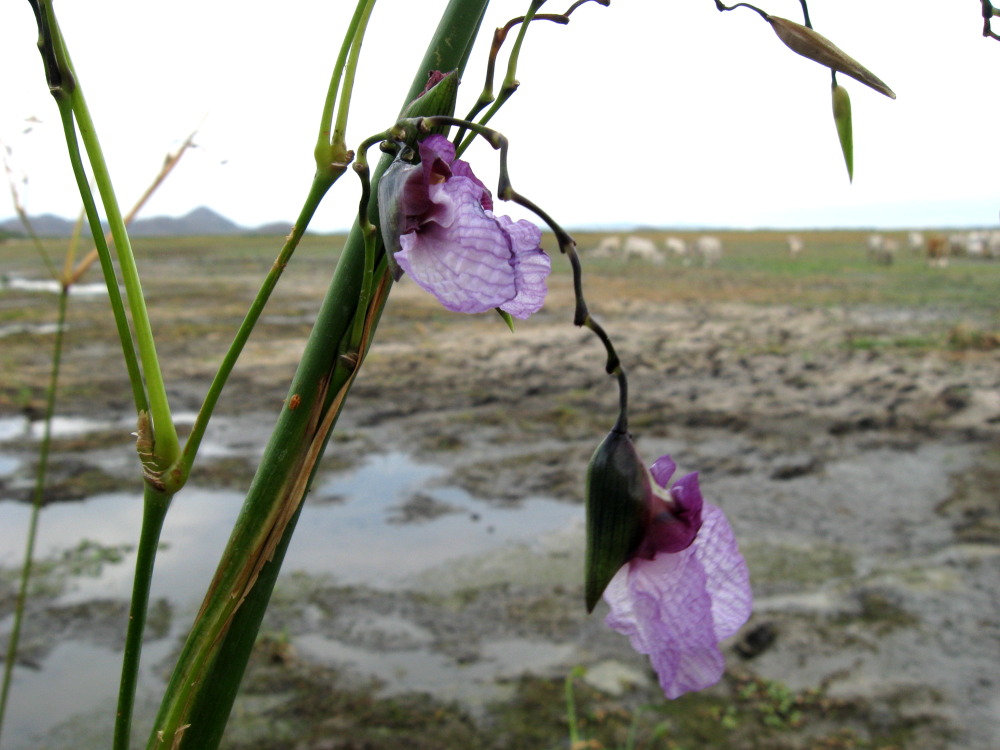 Lokation: Costa Rica | Guanacaste | Palo Verde | Kategorien: Blüte, Datum: 14.02.2010
