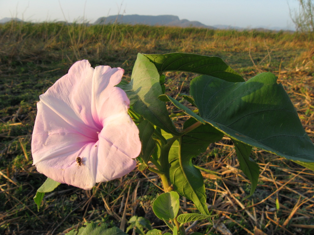 Lokation: Costa Rica | Guanacaste | Palo Verde | Kategorien: Blüte, Datum: 16.02.2010
