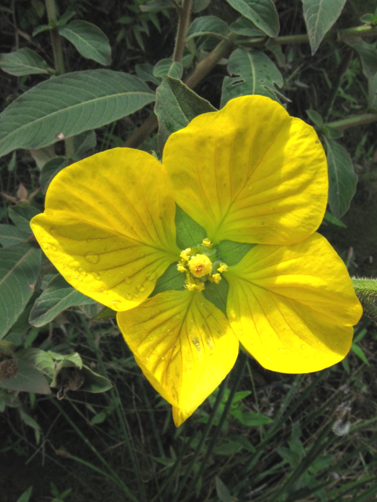 Lokation: Costa Rica | Heredia | Buena Vista | Kategorien: Blüte, Datum: 16.02.2010