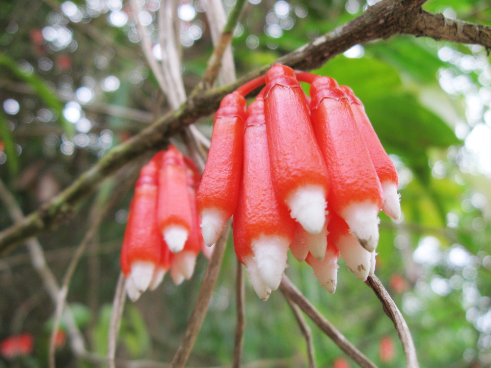 Lokation: Costa Rica | Heredia | Buena Vista | Kategorien: Blüte, Datum: 16.02.2010