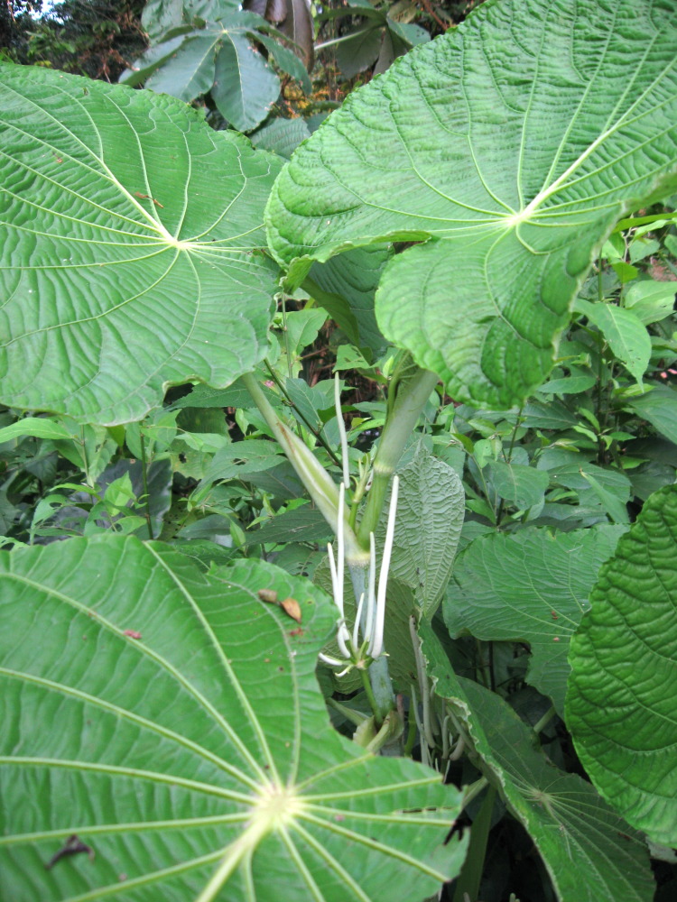 Lokation: Costa Rica | Heredia | Chilamate | Kategorien: Blüte, Blatt, Datum: 16.02.2010