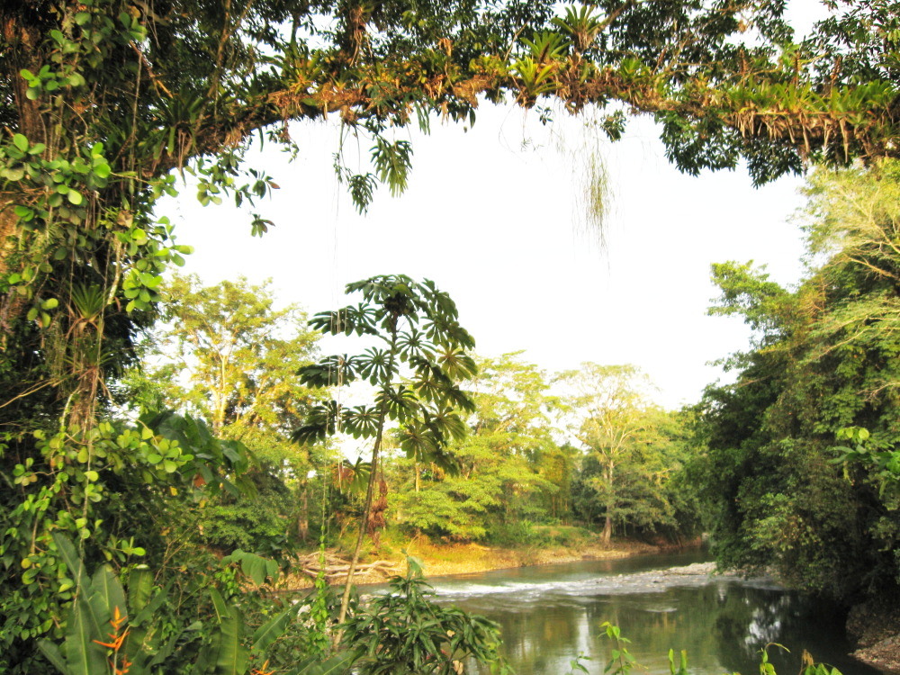 Lokation: Costa Rica | Heredia | Chilamate | Kategorien: Vegetation, Datum: 16.02.2010