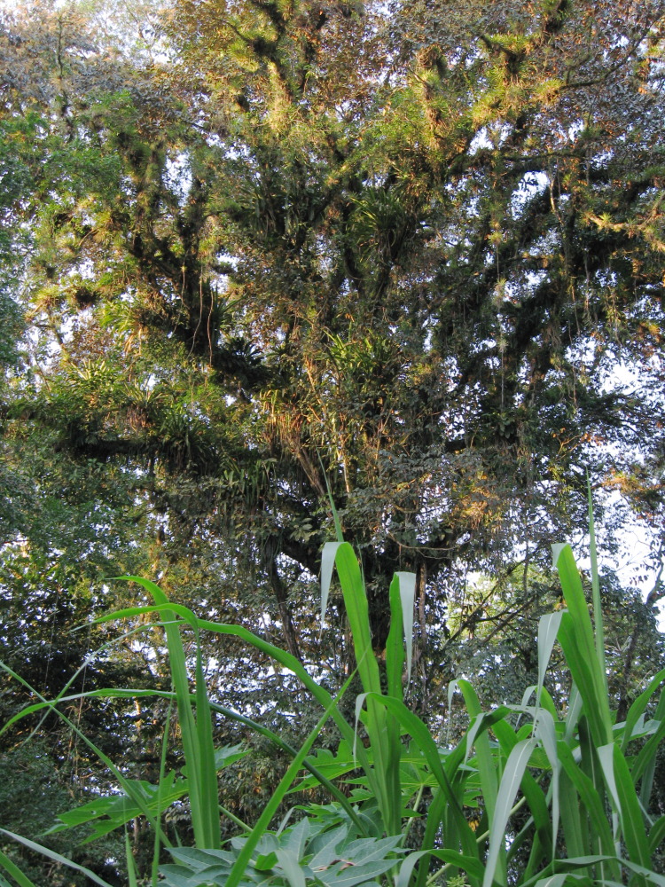 Lokation: Costa Rica | Heredia | Chilamate | Kategorien: Baum, Datum: 16.02.2010