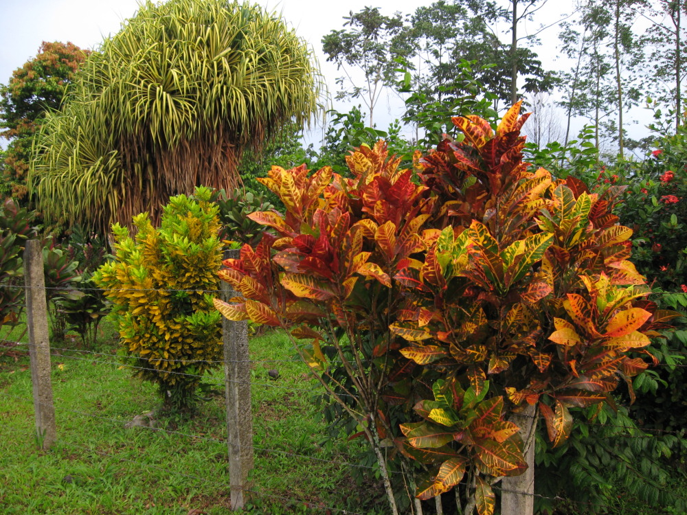 Lokation: Costa Rica | Limón | Toro Amarillo | Kategorien: Garten, Datum: 17.02.2010