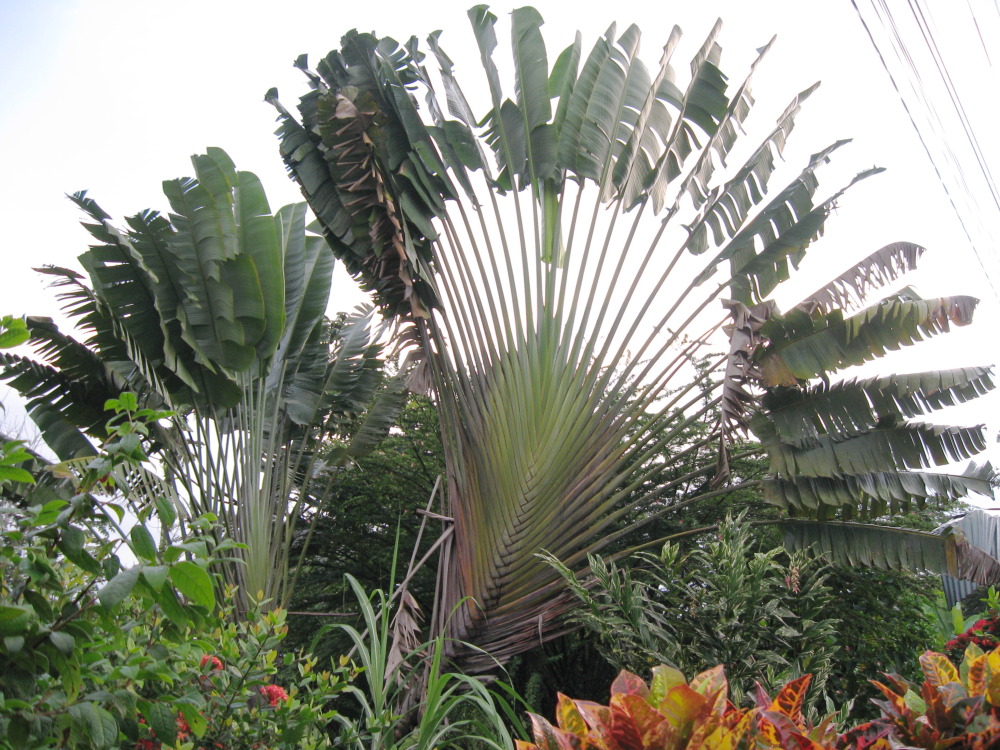 Lokation: Costa Rica | Limón | Toro Amarillo | Kategorien: Garten, Datum: 17.02.2010