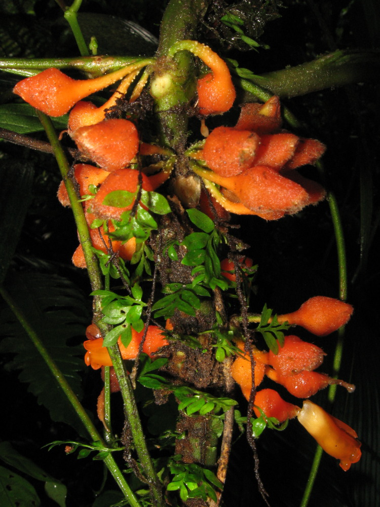 Lokation: Costa Rica | San José | Carrillo | Kategorien: Blüte, Datum: 17.02.2010