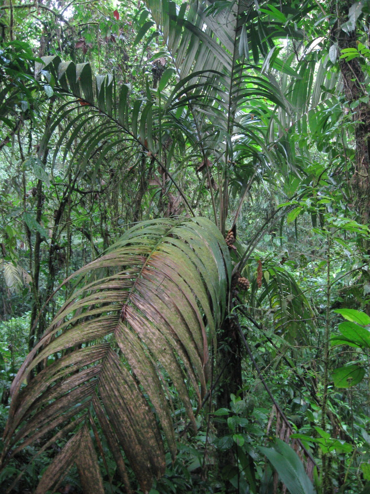 Lokation: Costa Rica | San José | Carrillo | Kategorien: Habitus, Datum: 17.02.2010