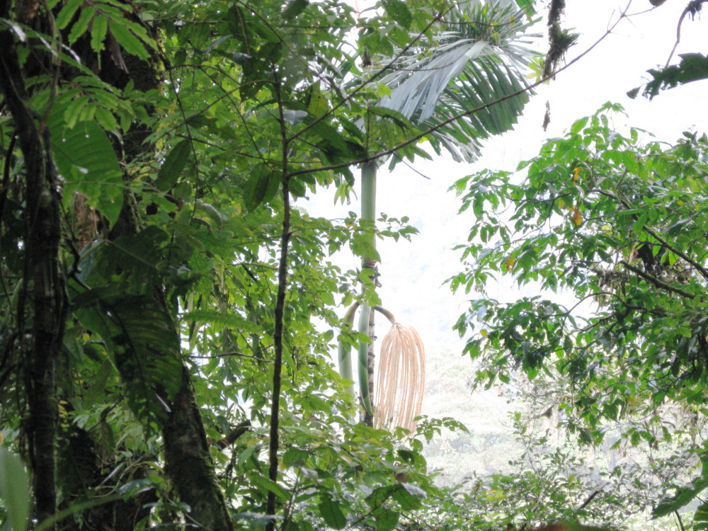 Lokation: Costa Rica | San José | Carrillo | Kategorien: Habitus, Datum: 17.02.2010