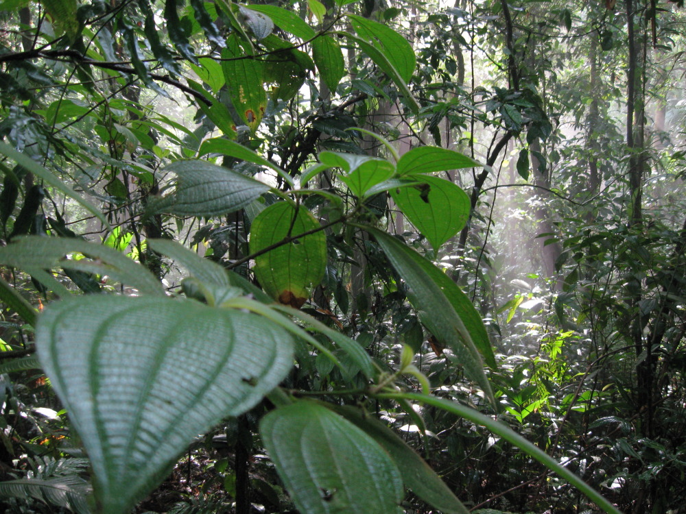 Lokation: Costa Rica | San José | Carrillo | Kategorien: Wald, Datum: 17.02.2010