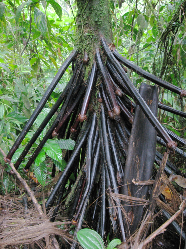 Lokation: Costa Rica | San José | Carrillo | Kategorien: Habitus, Baum, Datum: 17.02.2010