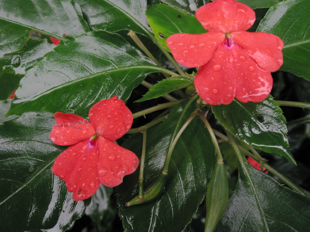 Lokation: Costa Rica | San José | Carrillo | Kategorien: Blüte, Datum: 17.02.2010