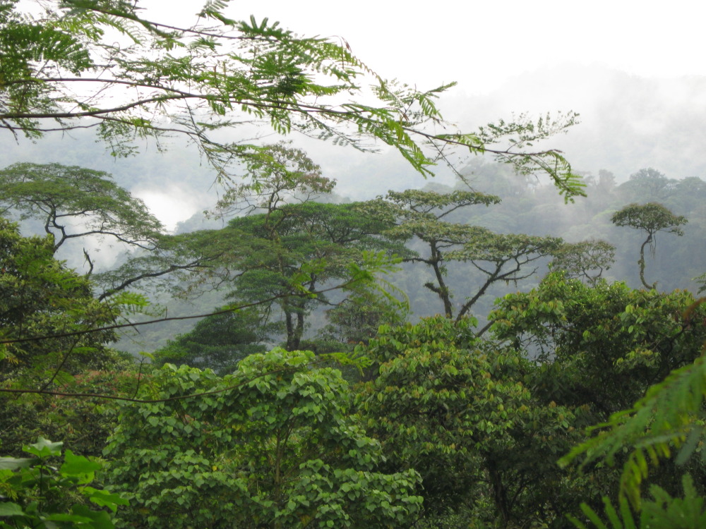 Lokation: Costa Rica | San José | Carrillo | Kategorien: Wald, Datum: 17.02.2010