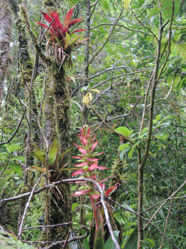 Lokation: Costa Rica | Heredia | Porrosatí | Kategorien: Habitus, Datum: 17.02.2010