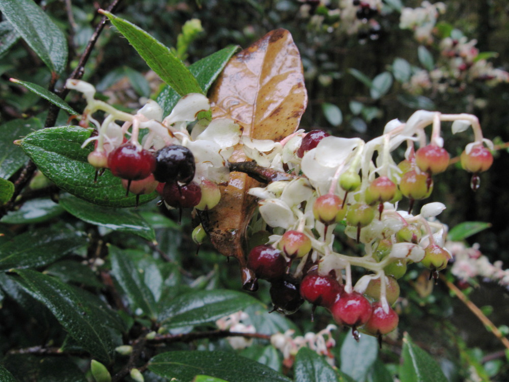 Lokation: Costa Rica | Heredia | Porrosatí | Kategorien: Blüte, Datum: 17.02.2010