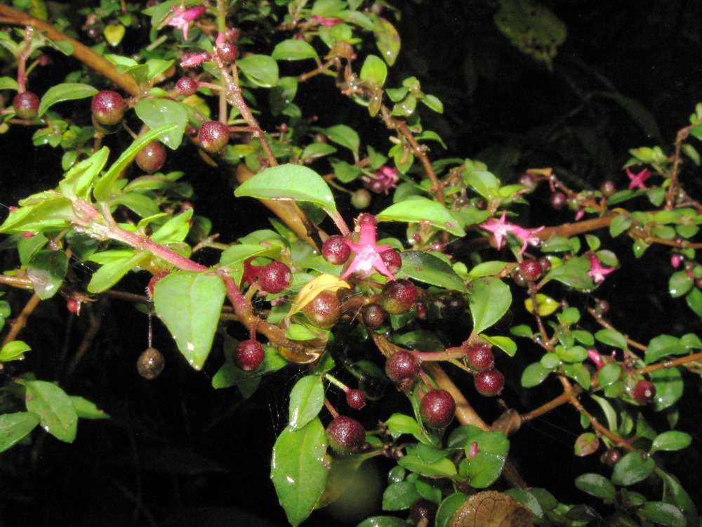 Lokation: Costa Rica | Heredia | Porrosatí | Kategorien: Habitus, Datum: 17.02.2010