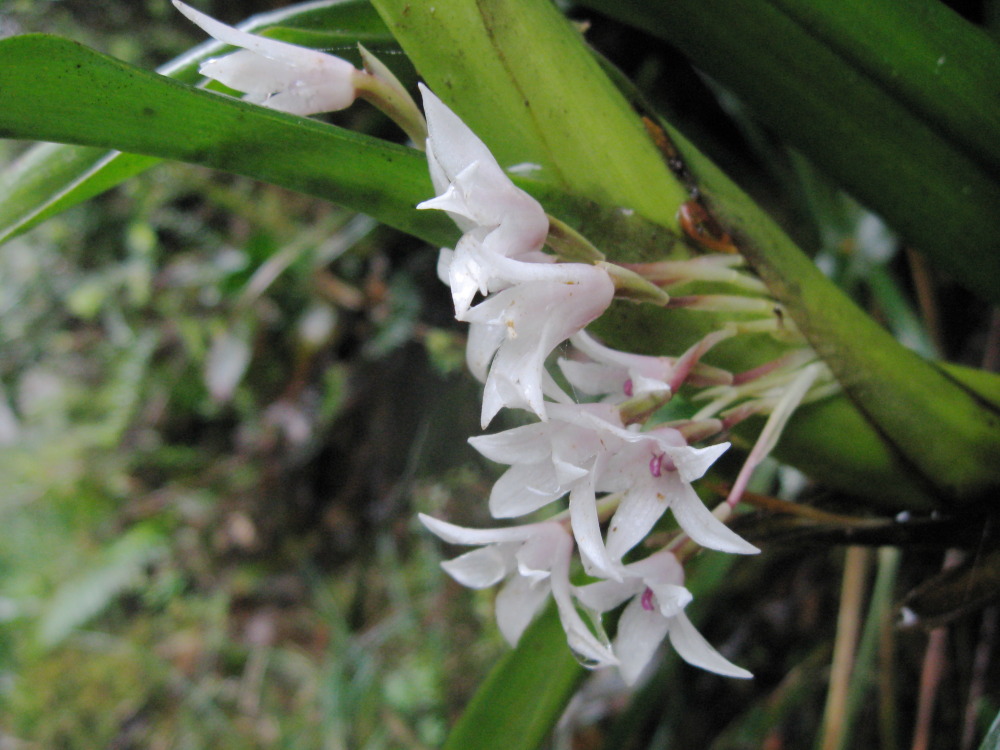 Lokation: Costa Rica | Heredia | Porrosatí | Kategorien: Blüte, Datum: 17.02.2010