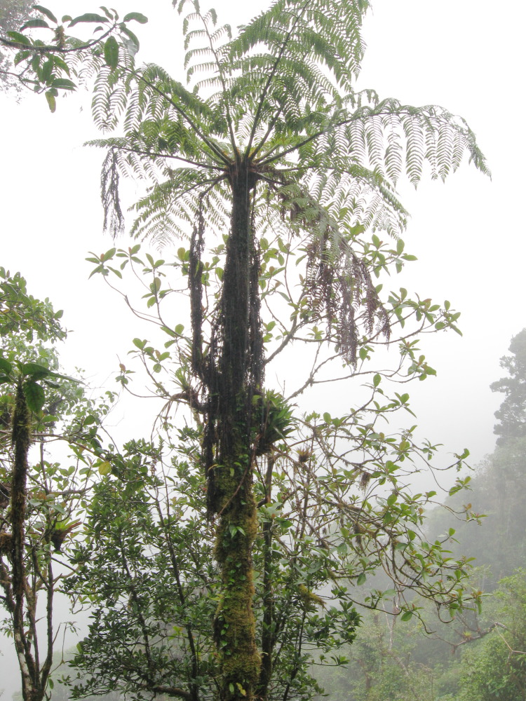 Lokation: Costa Rica | Heredia | Porrosatí | Kategorien: Habitus, Datum: 17.02.2010