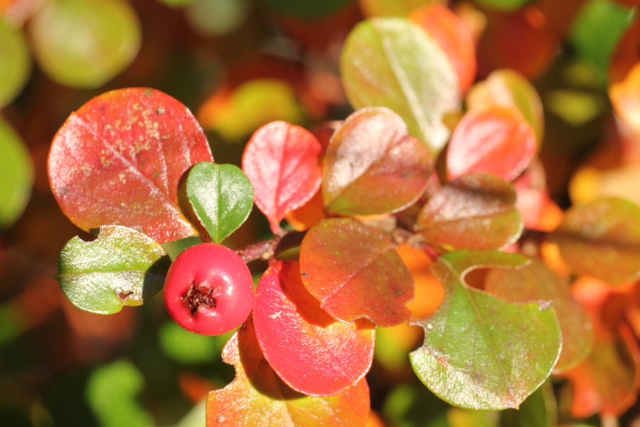 Kategorien: Herbst, Datum: 31.10.2010