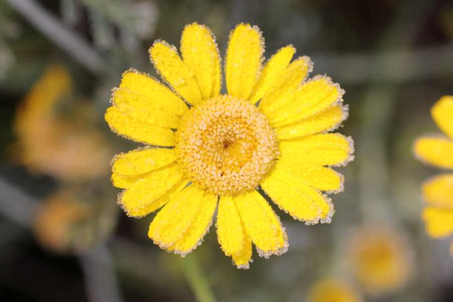 Lokation: Deutschland | Nordrhein-Westfalen | Bergisch Gladbach | Rodemich Kategorien: Naturgarten, Datum: 21.11.2010