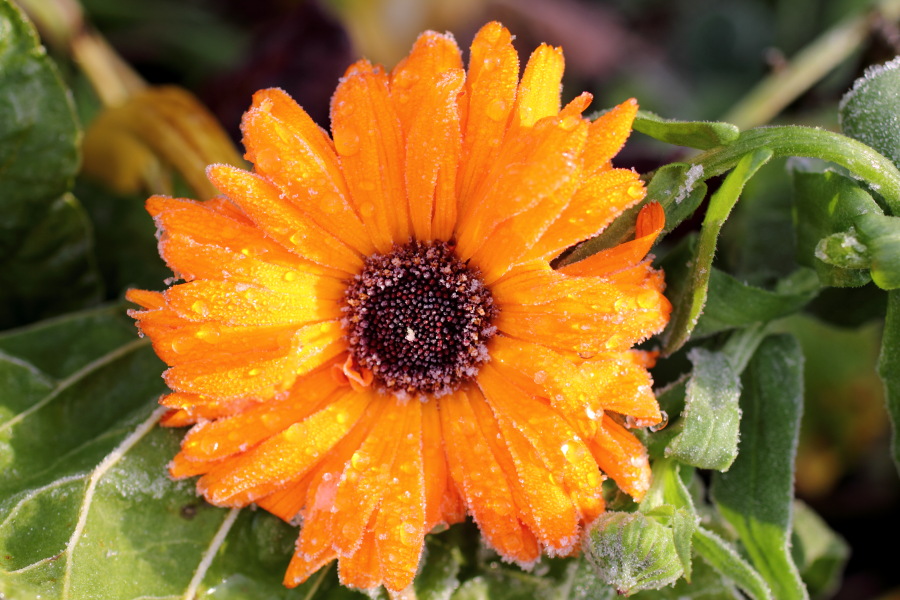 Lokation: Deutschland | Nordrhein-Westfalen | Bergisch Gladbach | Rodemich Kategorien: Garten, Datum: 21.11.2010