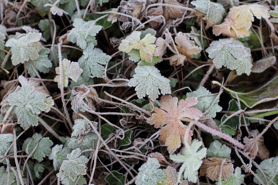 Lokation: Deutschland | Nordrhein-Westfalen | Bergisch Gladbach | Rodemich Kategorien: Naturgarten, Datum: 21.11.2010