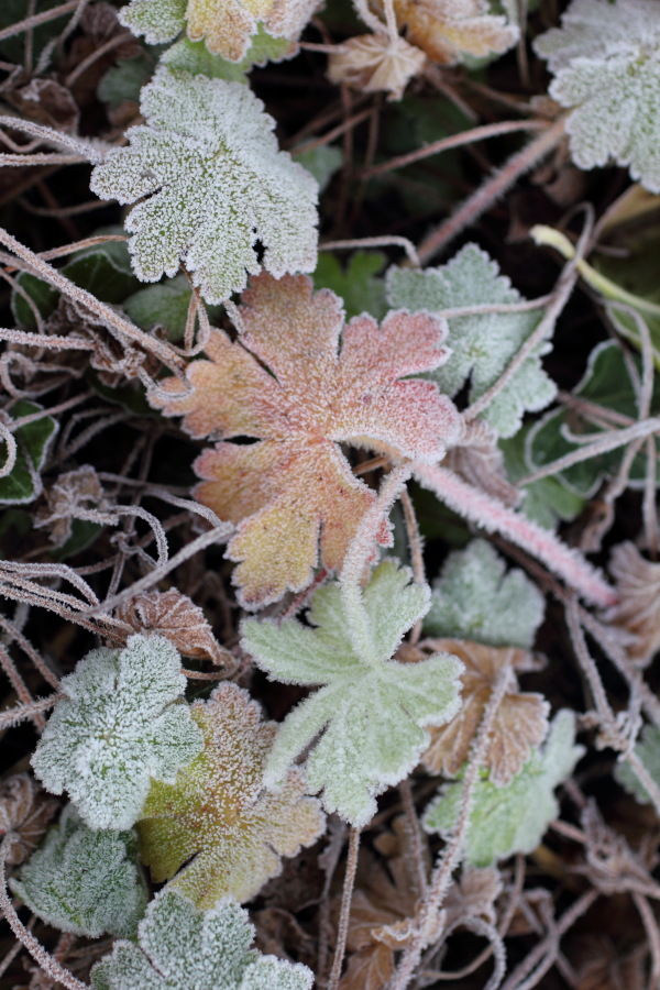 Lokation: Deutschland | Nordrhein-Westfalen | Bergisch Gladbach | Rodemich Kategorien: Naturgarten, Datum: 21.11.2010