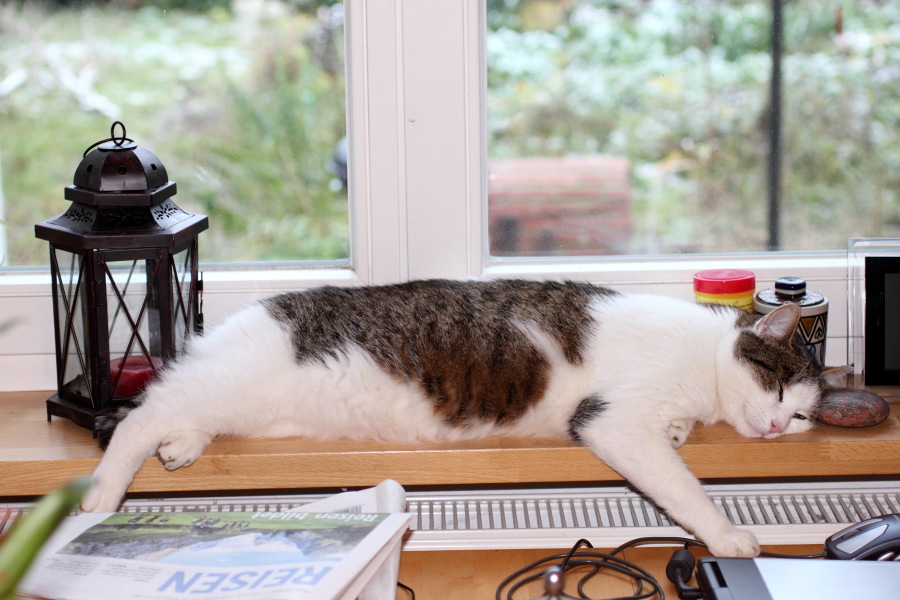 Lokation: Deutschland | Nordrhein-Westfalen | Bergisch Gladbach | Rodemich Kategorien: Katzen, Datum: 28.11.2010