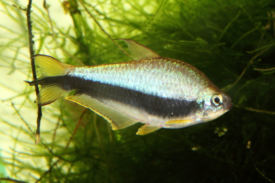 Lokation: Deutschland | Nordrhein-Westfalen | Bergisch Gladbach | Rodemich Kategorien: Fische, Zoo, Datum: 28.11.2010