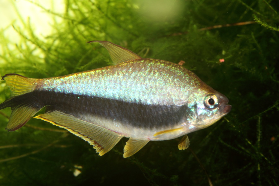 Lokation: Deutschland | Nordrhein-Westfalen | Bergisch Gladbach | Rodemich Kategorien: Fische, Zoo, Datum: 28.11.2010