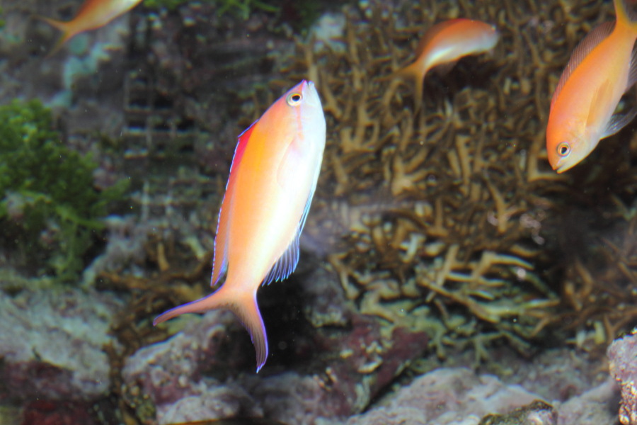 Lokation: Deutschland | Nordrhein-Westfalen | Köln | Riehl Kategorien: Fische, Zoo, Datum: 11.12.2010