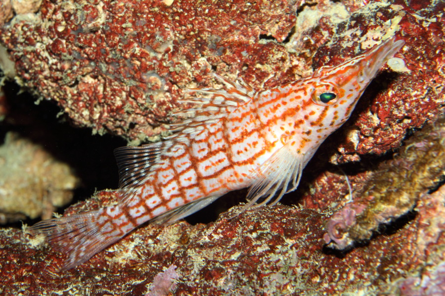 Lokation: Deutschland | Nordrhein-Westfalen | Köln | Riehl Kategorien: Fische, Zoo, Datum: 11.12.2010