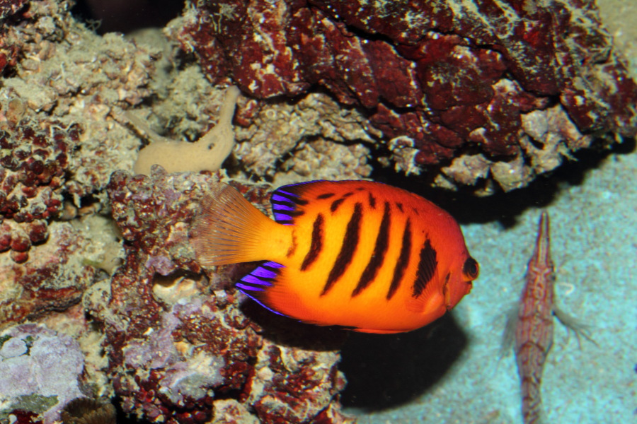 Lokation: Deutschland | Nordrhein-Westfalen | Köln | Riehl Kategorien: Fische, Zoo, Datum: 11.12.2010