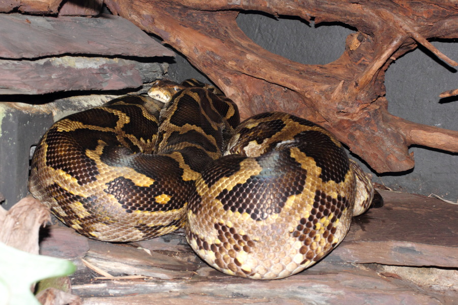 Lokation: Deutschland | Nordrhein-Westfalen | Köln | Riehl Kategorien: Reptilien, Zoo, Datum: 11.12.2010