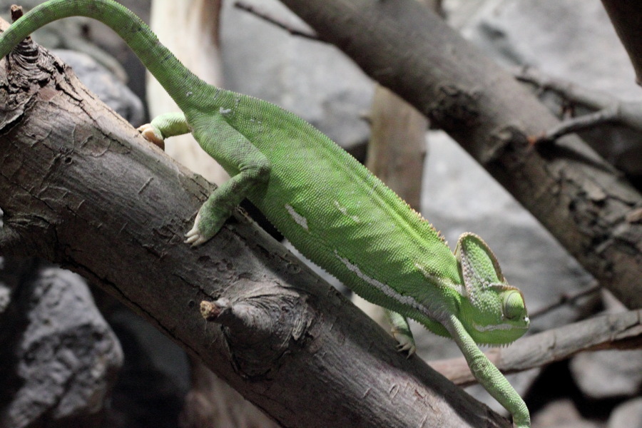 Lokation: Deutschland | Nordrhein-Westfalen | Köln | Riehl Kategorien: Reptilien, Zoo, Datum: 11.12.2010