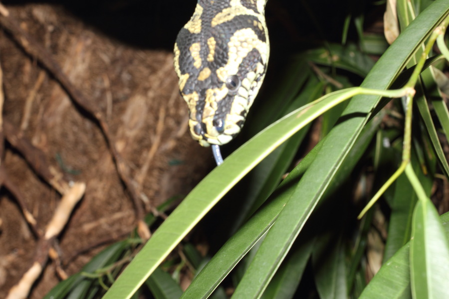 Lokation: Deutschland | Nordrhein-Westfalen | Köln | Riehl Kategorien: Reptilien, Zoo, Datum: 11.12.2010