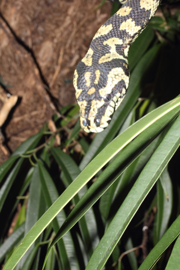 Lokation: Deutschland | Nordrhein-Westfalen | Köln | Riehl Kategorien: Reptilien, Zoo, Datum: 11.12.2010