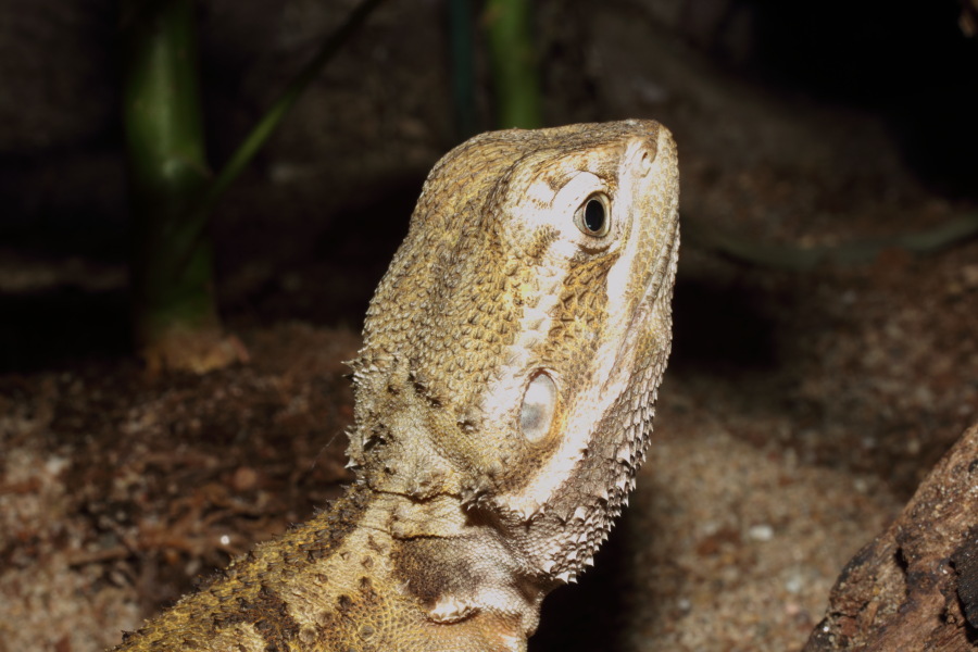 Lokation: Deutschland | Nordrhein-Westfalen | Köln | Riehl Kategorien: Reptilien, Zoo, Datum: 11.12.2010