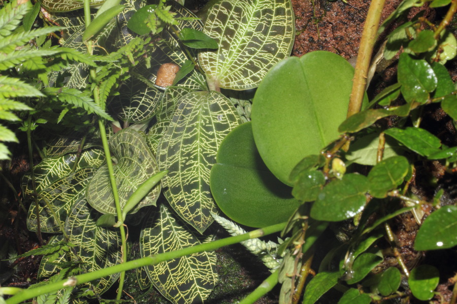 Lokation: Deutschland | Nordrhein-Westfalen | Köln | Riehl Kategorien: Zoo, Datum: 11.12.2010