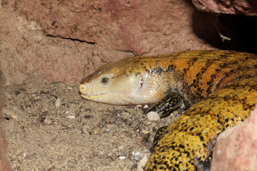 Lokation: Deutschland | Nordrhein-Westfalen | Köln | Riehl Kategorien: Reptilien, Zoo, Datum: 11.12.2010