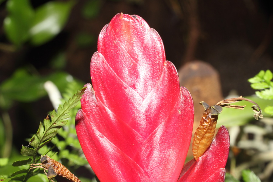 Lokation: Deutschland | Nordrhein-Westfalen | Köln | Riehl Kategorien: Zoo, Datum: 11.12.2010