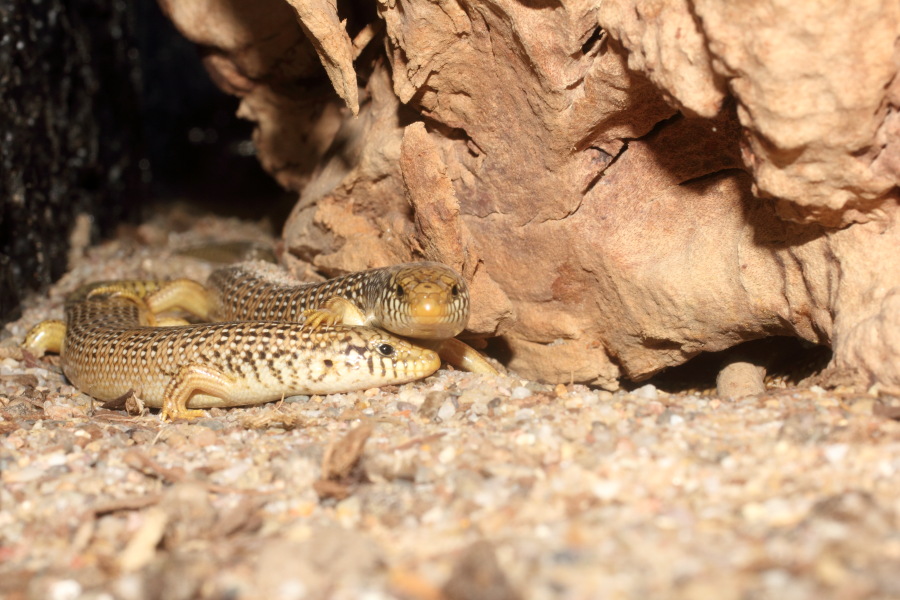 Lokation: Deutschland | Nordrhein-Westfalen | Köln | Riehl Kategorien: Reptilien, Zoo, Datum: 11.12.2010