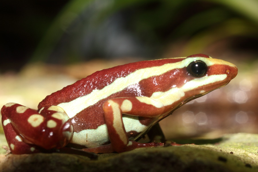 Lokation: Deutschland | Nordrhein-Westfalen | Köln | Riehl Kategorien: Zoo, Datum: 11.12.2010