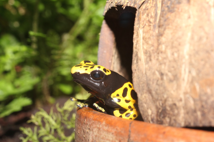 Lokation: Deutschland | Nordrhein-Westfalen | Köln | Riehl Kategorien: Zoo, Datum: 11.12.2010