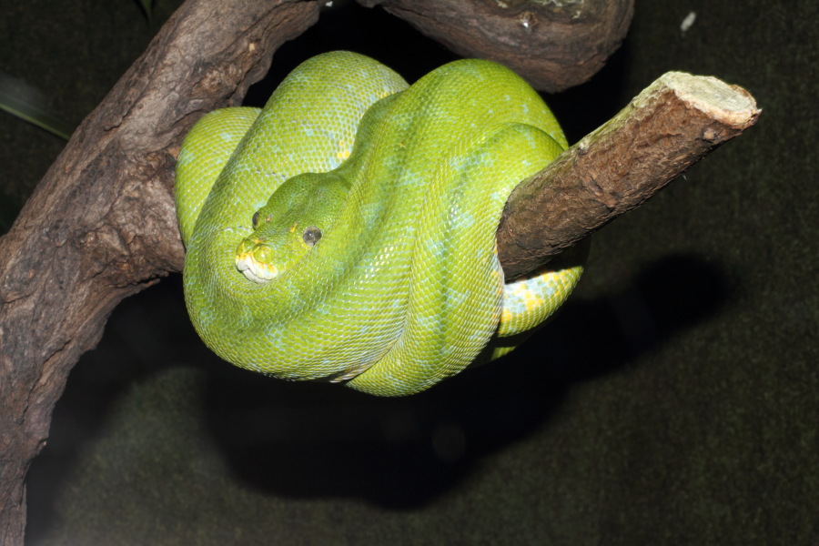 Lokation: Deutschland | Nordrhein-Westfalen | Köln | Riehl Kategorien: Reptilien, Zoo, Datum: 11.12.2010