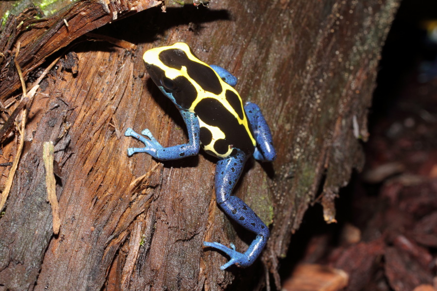 Lokation: Deutschland | Nordrhein-Westfalen | Köln | Riehl Kategorien: Zoo, Datum: 11.12.2010